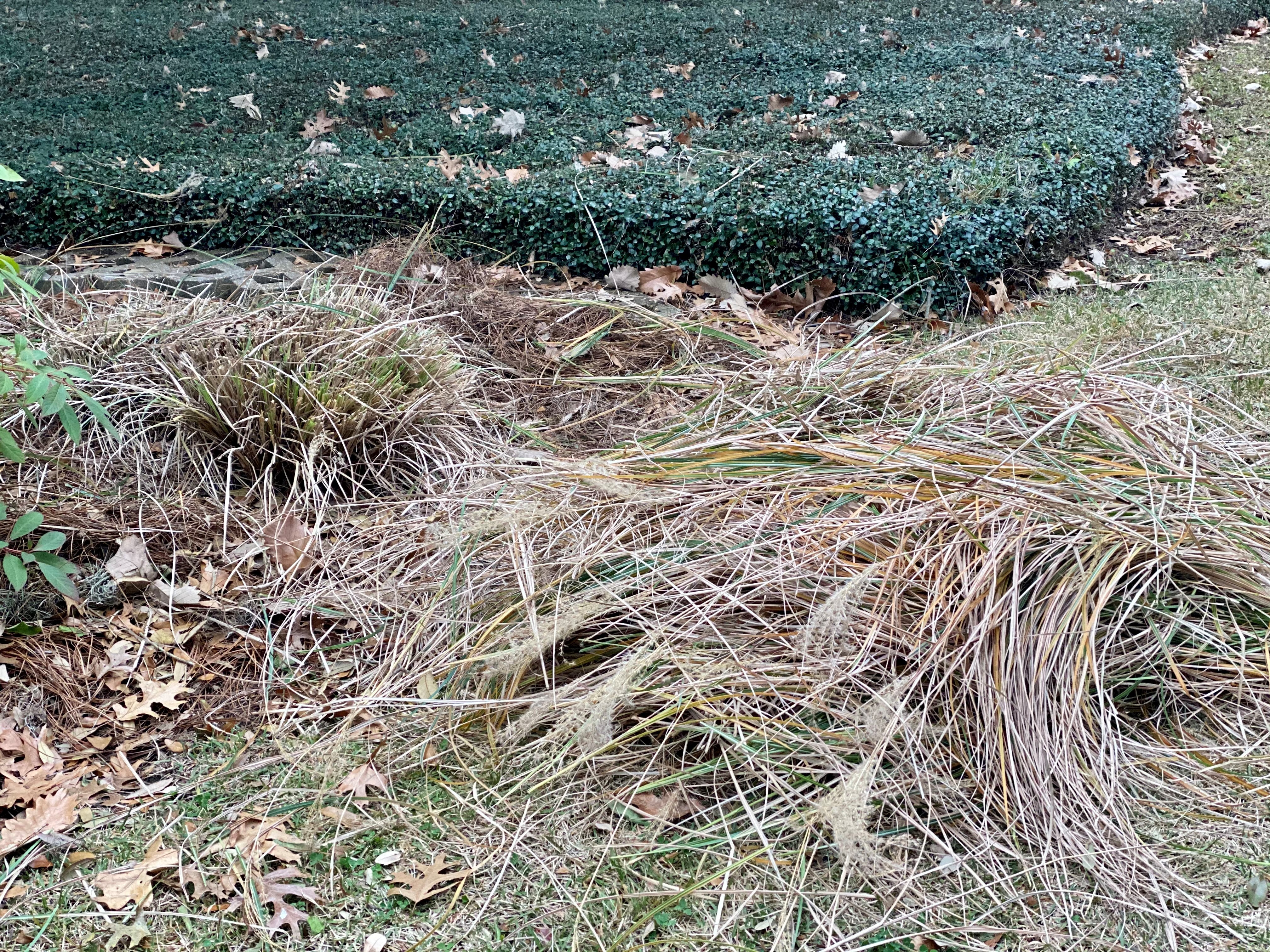 Dormant ornamental grasses can be trimmed in wintertime but make great food and nesting areas for birds. 